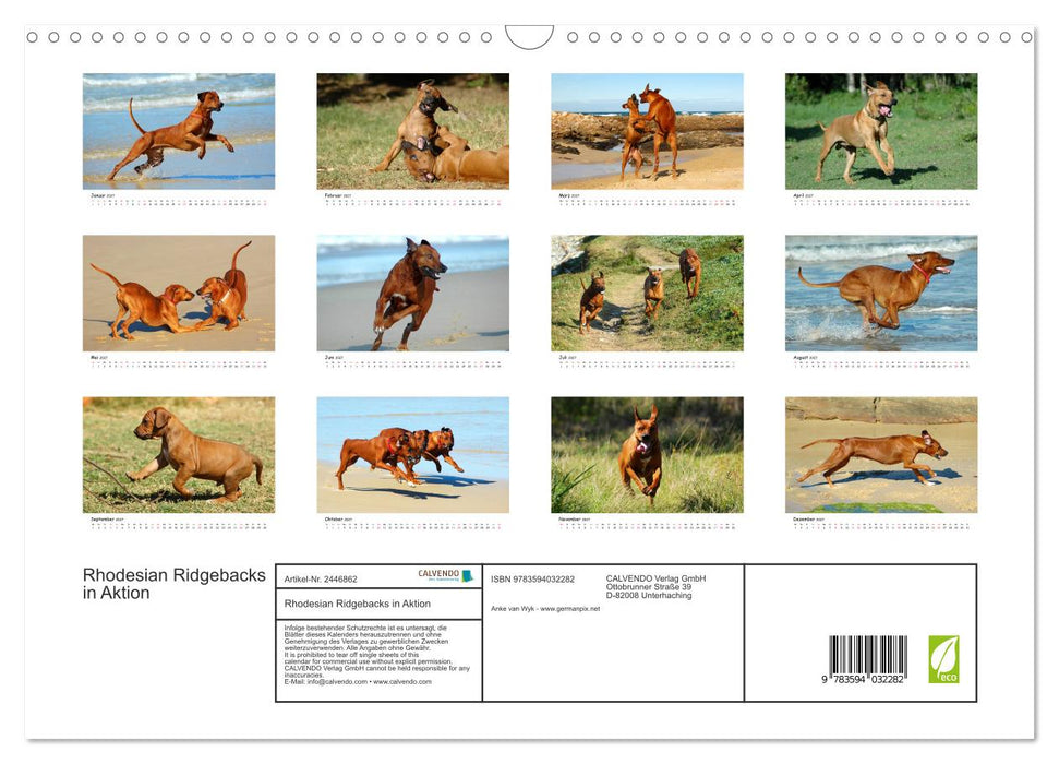 Rhodesian Ridgebacks in Aktion (CALVENDO Wandkalender 2027)