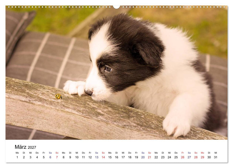 Pfotastische Border Collie Welpen (CALVENDO Wandkalender 2027)