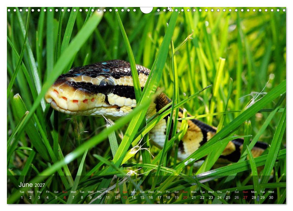 Reptiles Colorful beauties (CALVENDO Monthly Calendar 2027)