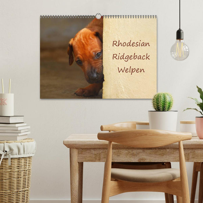 Rhodesian Ridgeback Welpen (CALVENDO Wandkalender 2027)