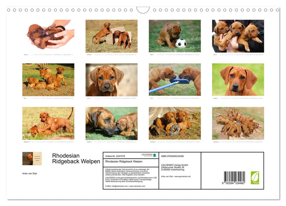 Rhodesian Ridgeback Welpen (CALVENDO Wandkalender 2027)