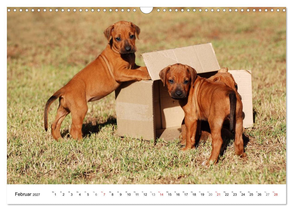 Rhodesian Ridgeback Welpen (CALVENDO Wandkalender 2027)