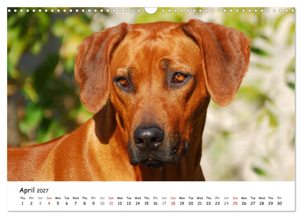 Rhodesian Ridgebacks (CALVENDO Monthly Calendar 2027)