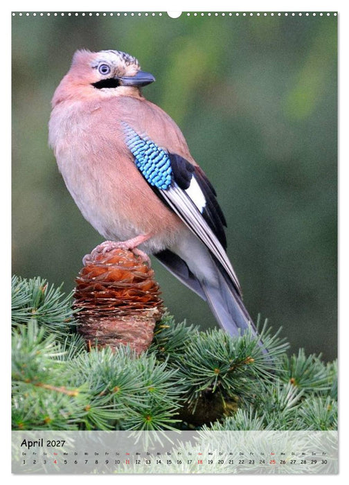 Vögel im heimischen Garten (CALVENDO Wandkalender 2027)