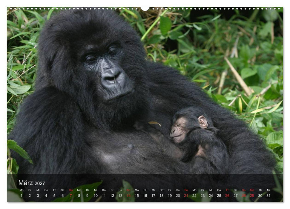 Menschenaffen. Gorillas, Schimpansen, Orang-Utans (CALVENDO Premium Wandkalender 2027)