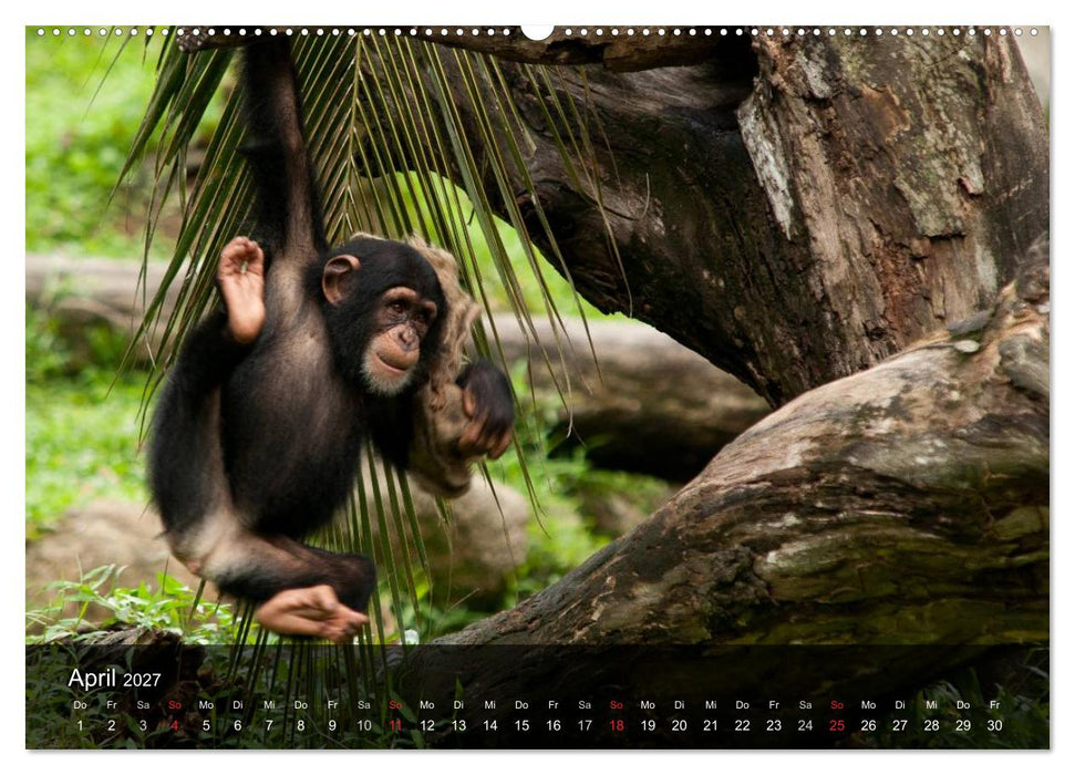 Menschenaffen. Gorillas, Schimpansen, Orang-Utans (CALVENDO Premium Wandkalender 2027)
