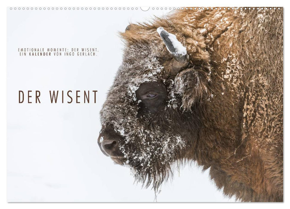 Emotionale Momente: Der Wisent. (CALVENDO Wandkalender 2027)