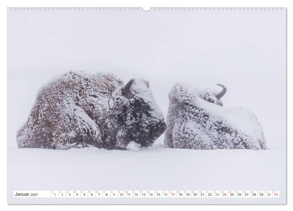 Emotionale Momente: Der Wisent. (CALVENDO Wandkalender 2027)