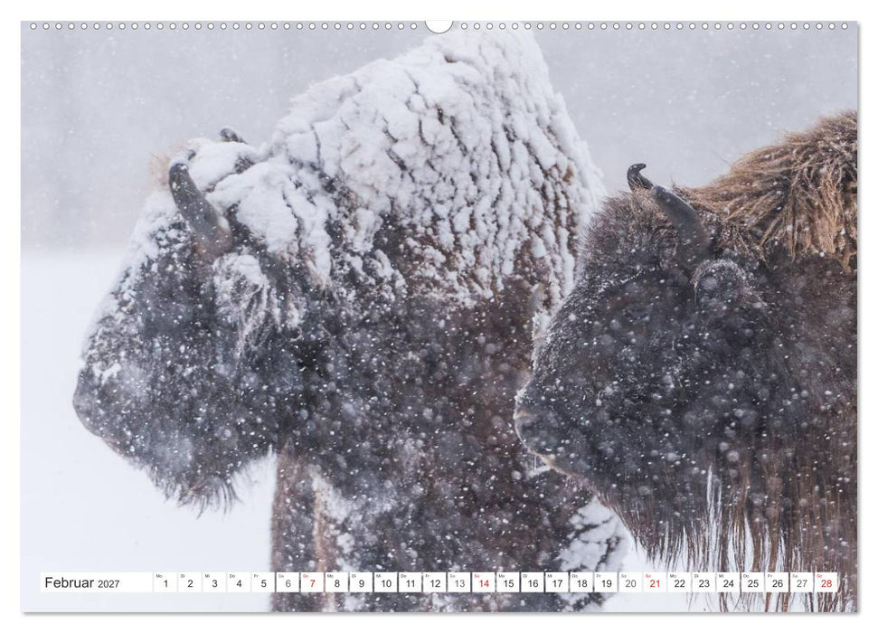 Emotionale Momente: Der Wisent. (CALVENDO Wandkalender 2027)