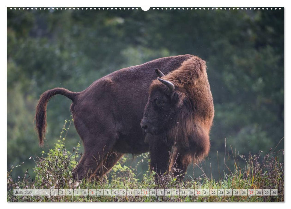 Emotionale Momente: Der Wisent. (CALVENDO Wandkalender 2027)