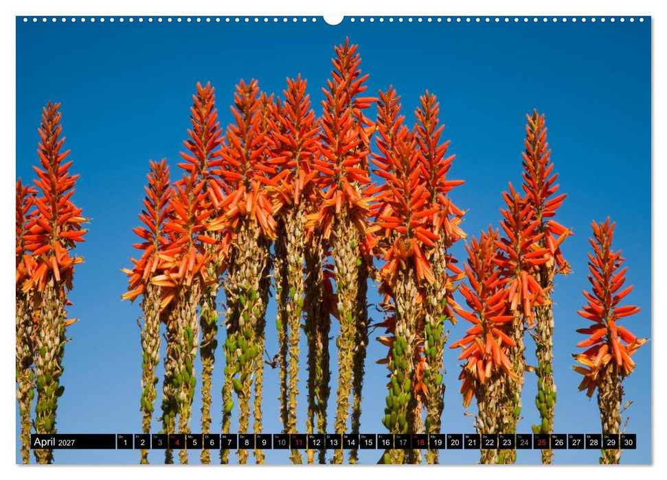 Namib Naukluft Nationalpark. NAMIBIA 2027 (CALVENDO Wandkalender 2027)