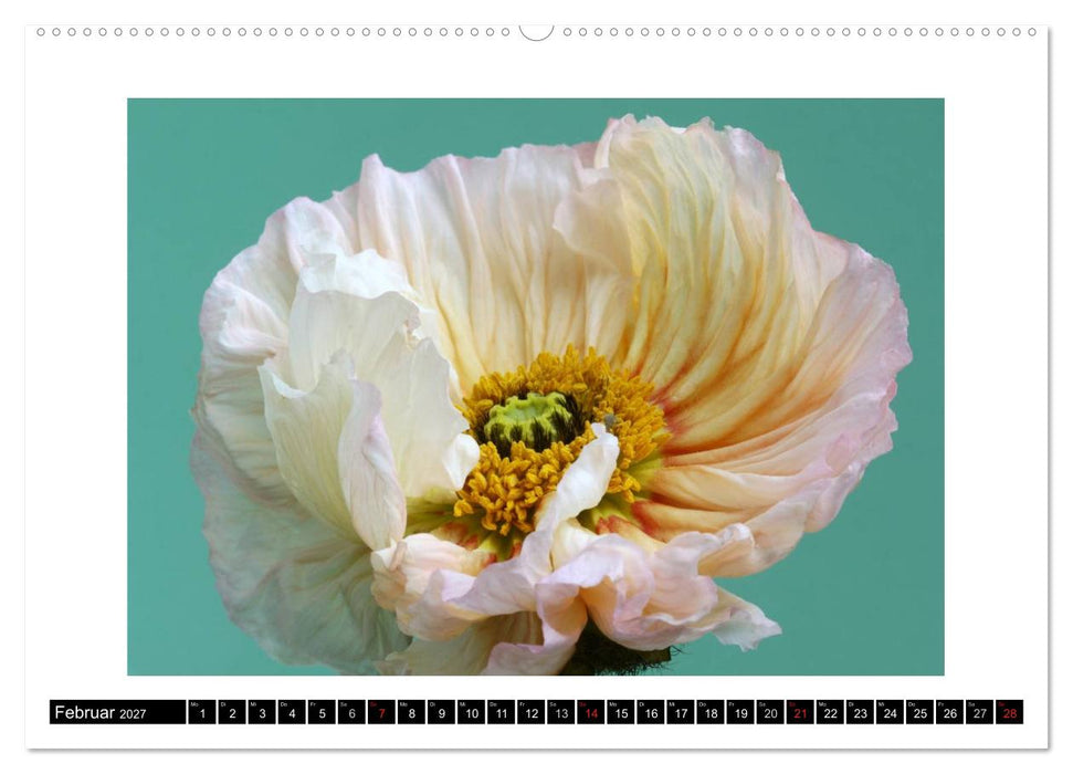 Mohn im Porträt (CALVENDO Wandkalender 2027)