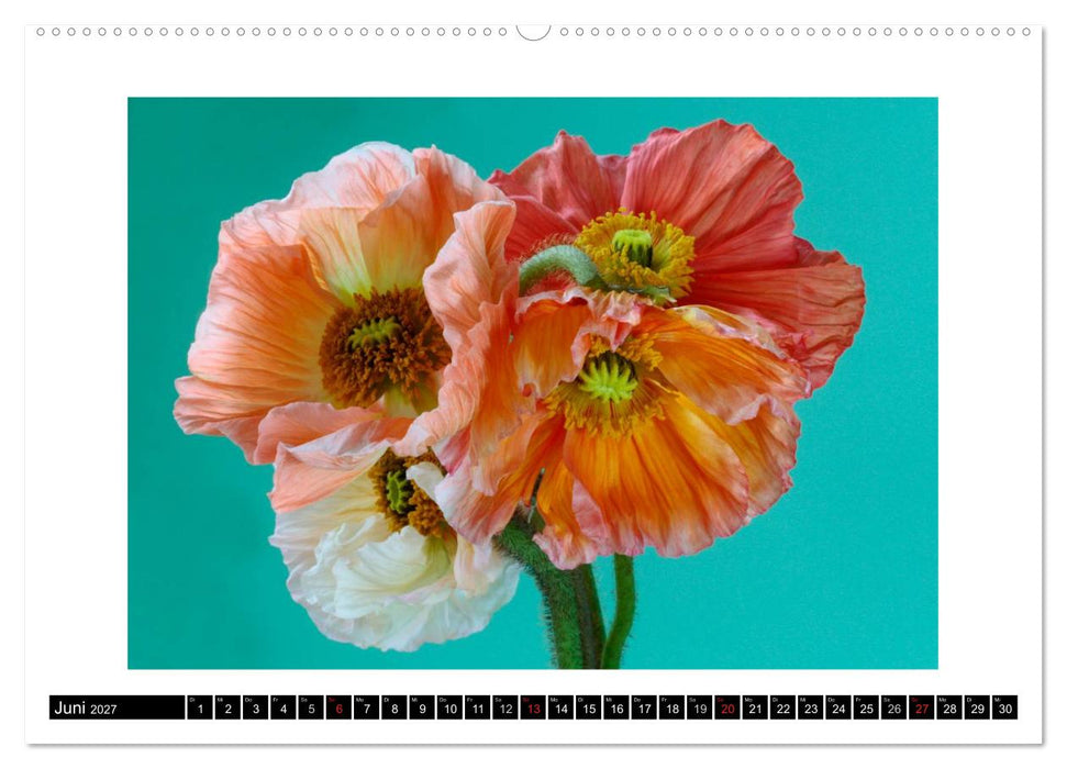 Mohn im Porträt (CALVENDO Wandkalender 2027)