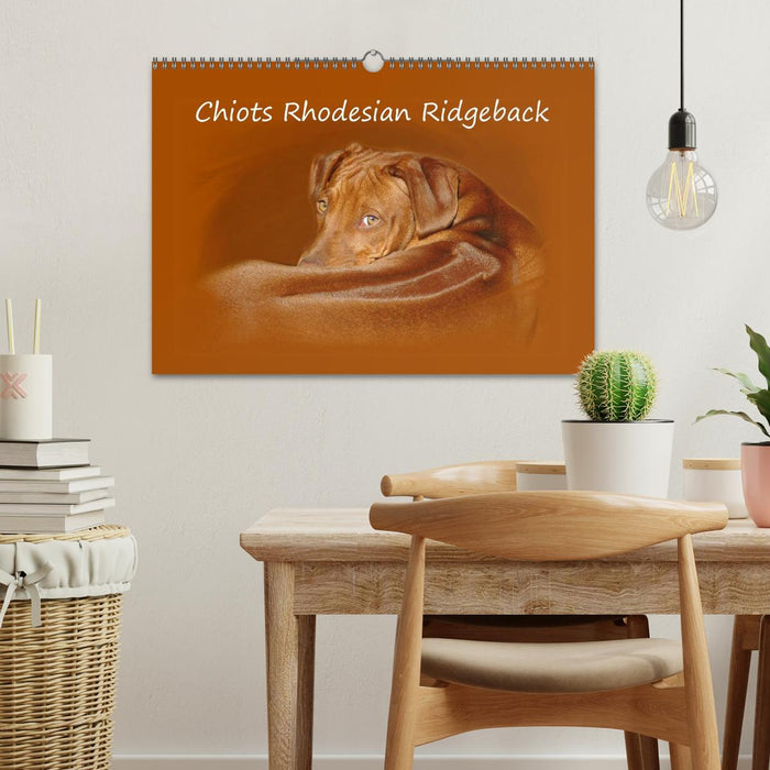 Chiots Rhodesian Ridgeback (CALVENDO Calendrier mensuel 2027)