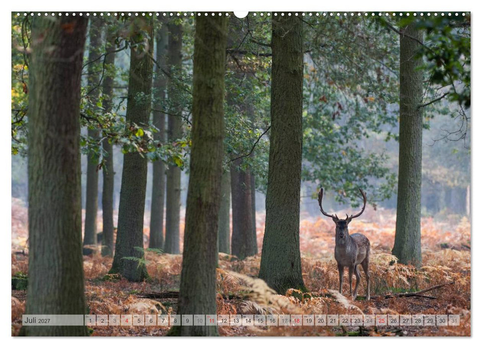 Emotionale Momente: Das Damwild. (CALVENDO Premium Wandkalender 2027)