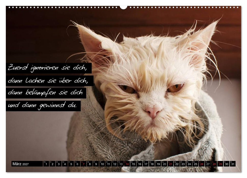 Der "philosophische" Katzenkalender 2027 (CALVENDO Wandkalender 2027)