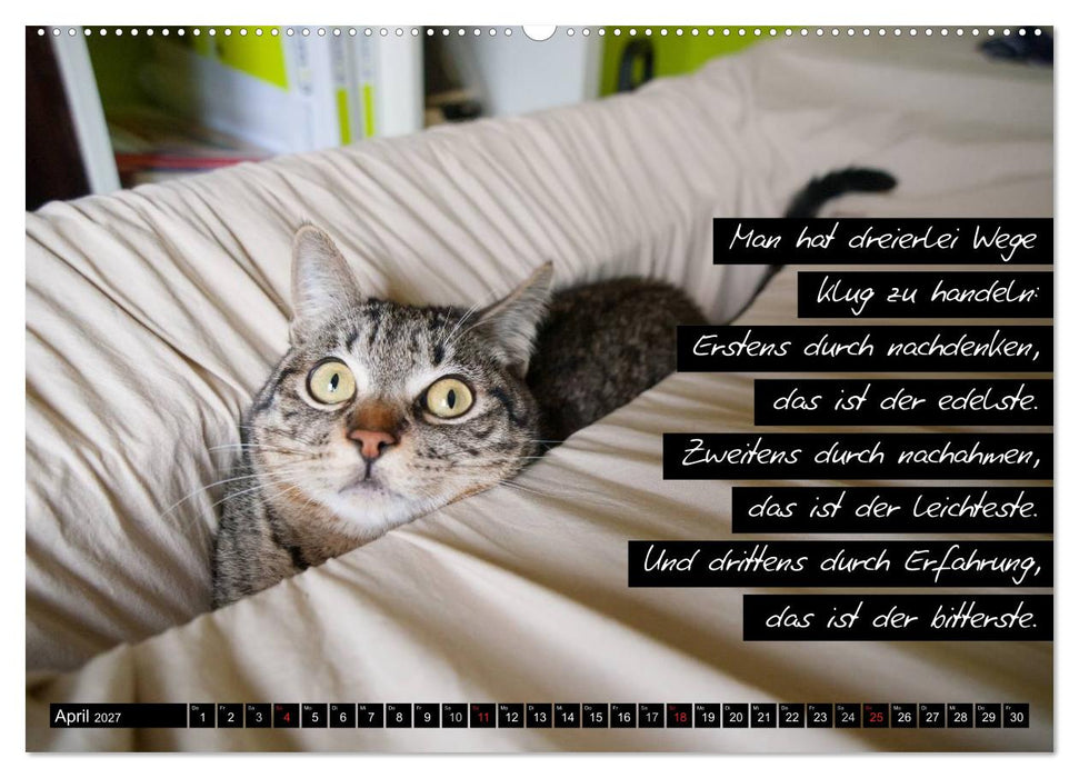 Der "philosophische" Katzenkalender 2027 (CALVENDO Wandkalender 2027)