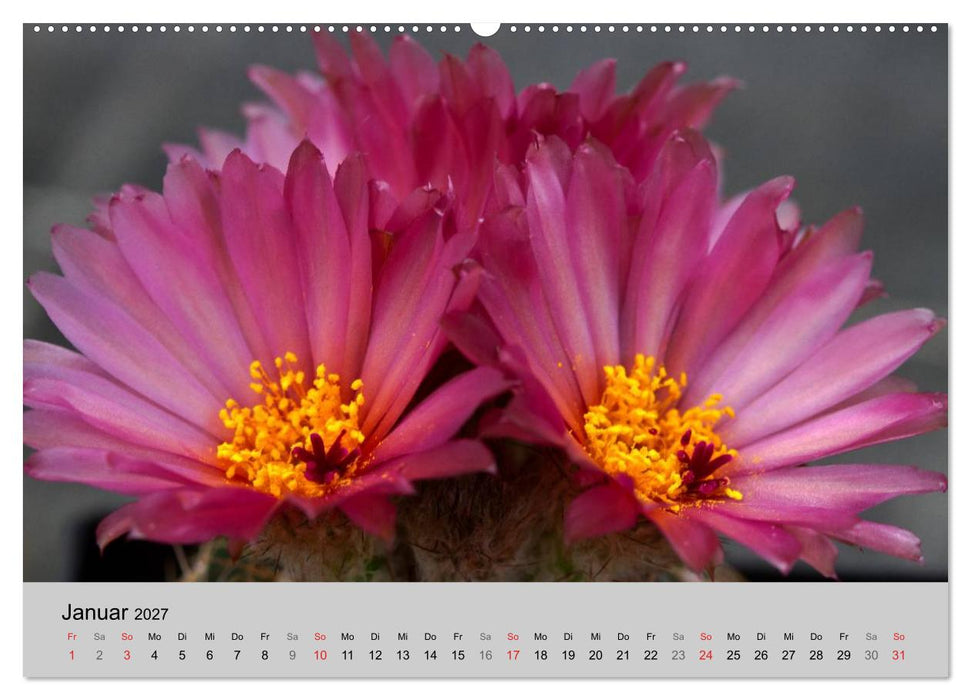 Blütensymphonie - Kakteen und Sukkulenten (CALVENDO Premium Wandkalender 2027)