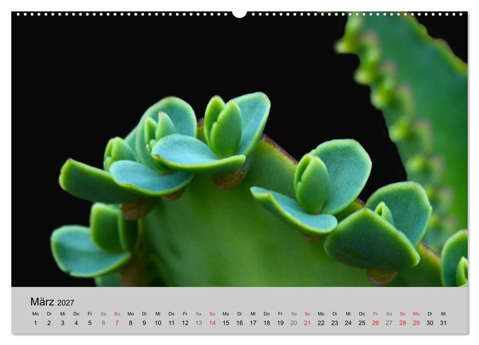 Blütensymphonie - Kakteen und Sukkulenten (CALVENDO Premium Wandkalender 2027)