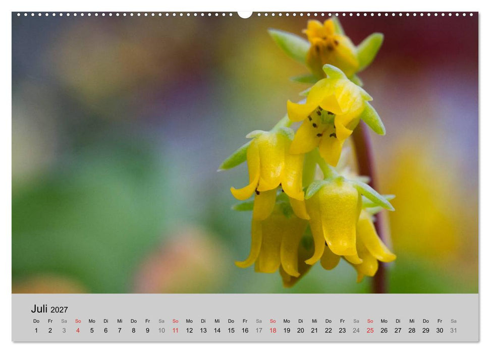 Blütensymphonie - Kakteen und Sukkulenten (CALVENDO Premium Wandkalender 2027)