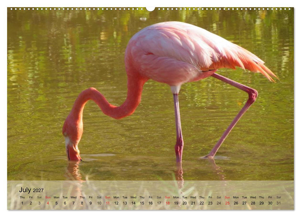 Flamingos Think pink (CALVENDO Premium-Calendar 2027)
