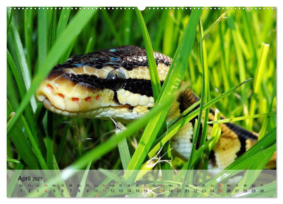 Reptilien Schlangen, Echsen und Co. (CALVENDO Premium Wandkalender 2027)