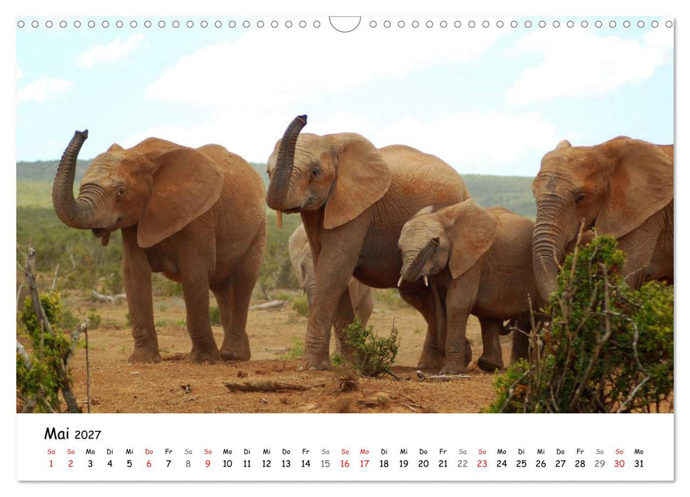 Afrikanische Elefanten in ADDO (CALVENDO Wandkalender 2027)