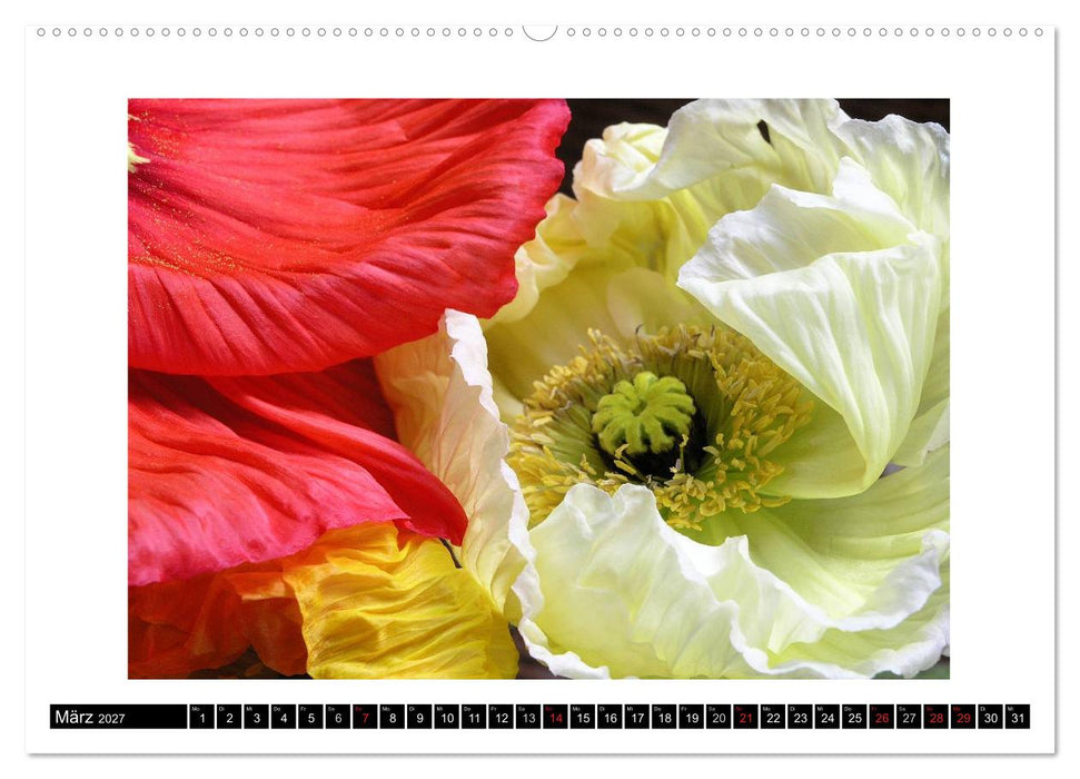 Mohn im Porträt (CALVENDO Premium Wandkalender 2027)