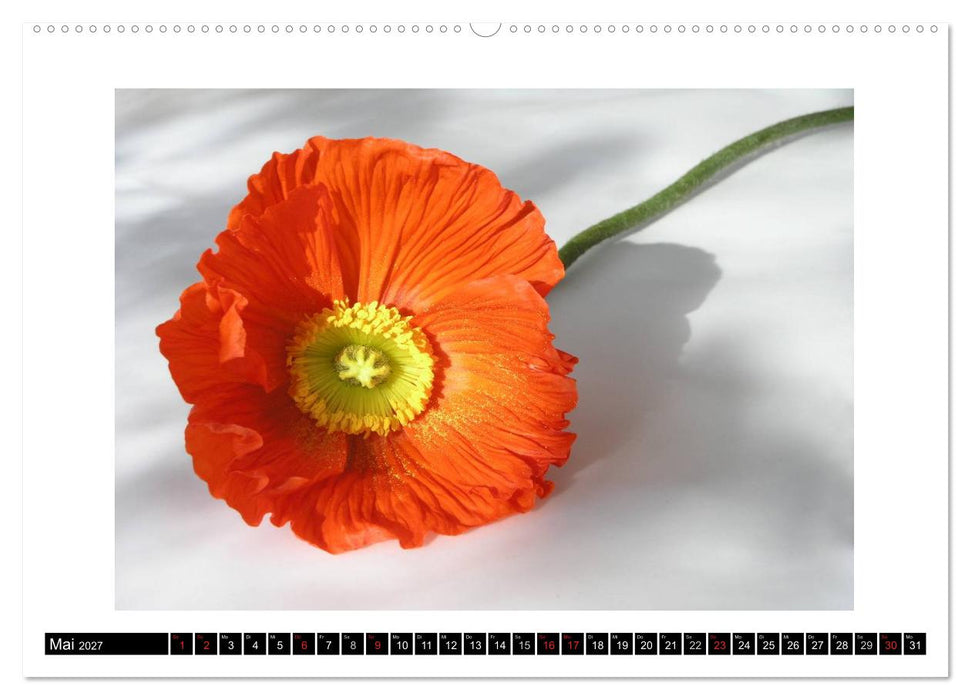 Mohn im Porträt (CALVENDO Premium Wandkalender 2027)