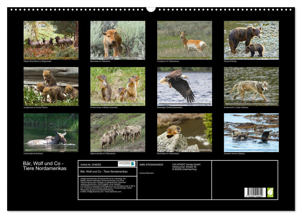 Bär, Wolf und Co - Tiere Nordamerikas (CALVENDO Wandkalender 2027)