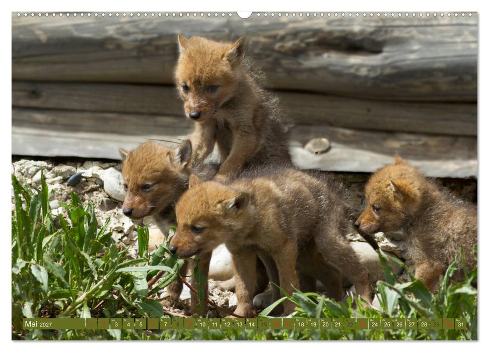 Bär, Wolf und Co - Tiere Nordamerikas (CALVENDO Wandkalender 2027)