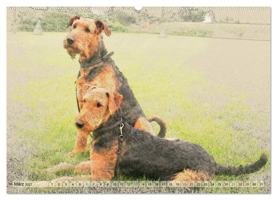 Airedale Terrier 2027 (CALVENDO Wandkalender 2027)