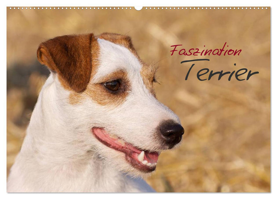 Faszination Terrier (CALVENDO Wandkalender 2027)