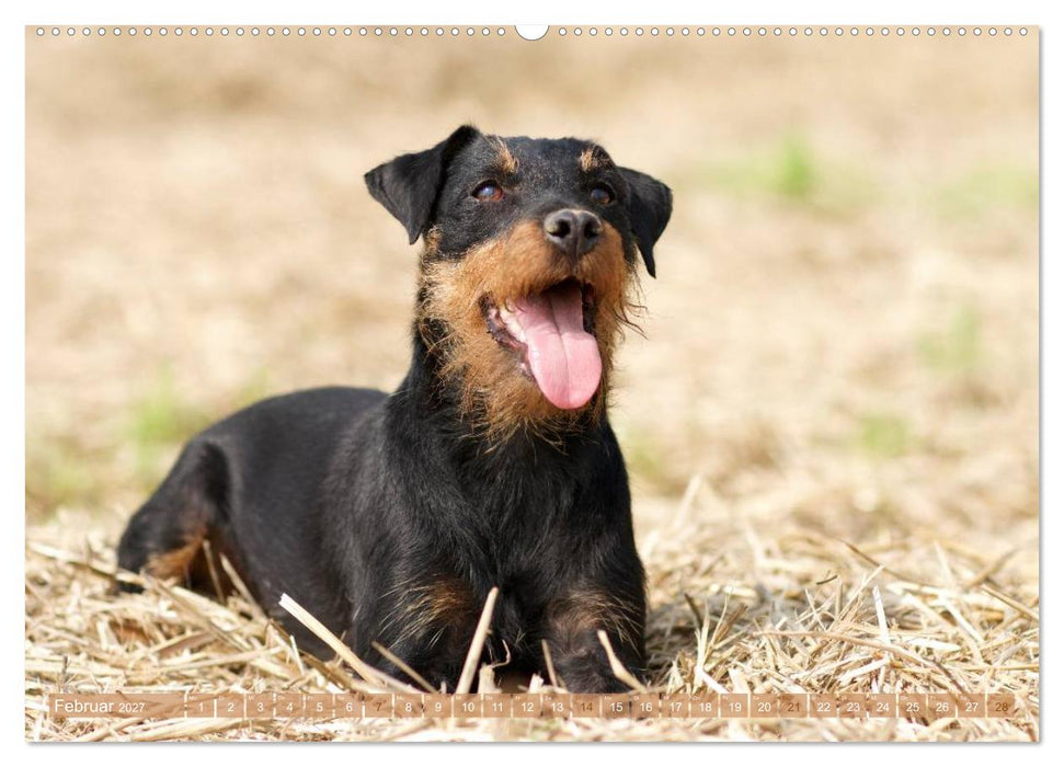 Faszination Terrier (CALVENDO Wandkalender 2027)