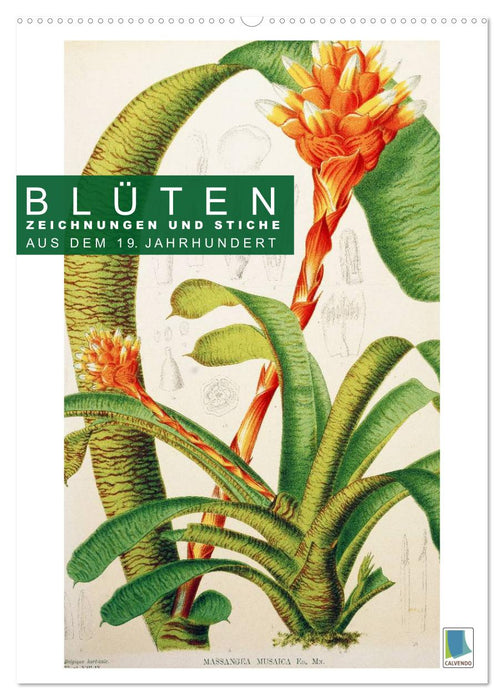 Blüten: Zeichnungen und Stiche aus dem 19. Jahrhundert (CALVENDO Wandkalender 2027)