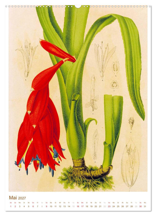 Blüten: Zeichnungen und Stiche aus dem 19. Jahrhundert (CALVENDO Wandkalender 2027)