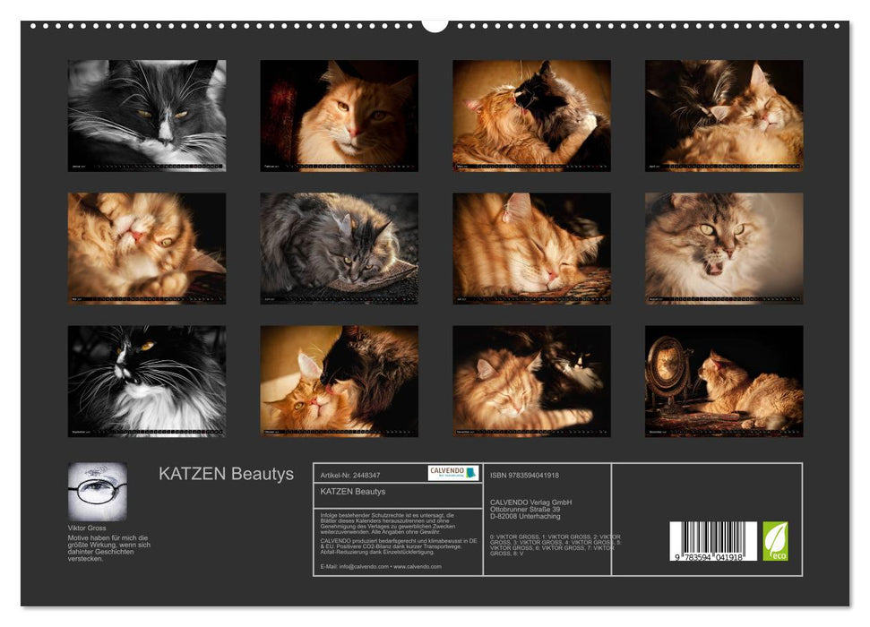 KATZEN Beautys (CALVENDO Premium Wandkalender 2027)