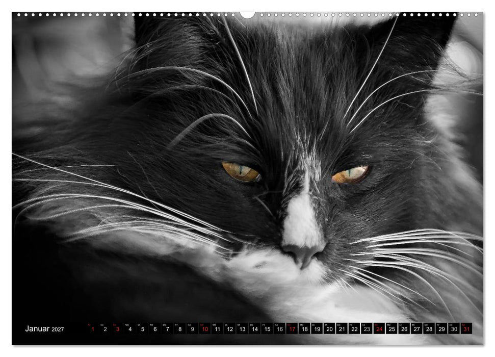 KATZEN Beautys (CALVENDO Premium Wandkalender 2027)
