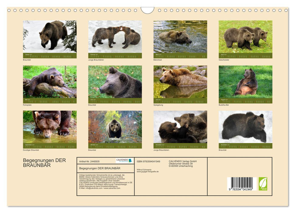 Begegnungen DER BRAUNBÄR (CALVENDO Wandkalender 2027)