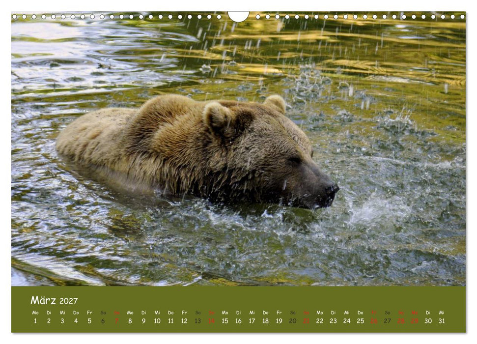 Begegnungen DER BRAUNBÄR (CALVENDO Wandkalender 2027)