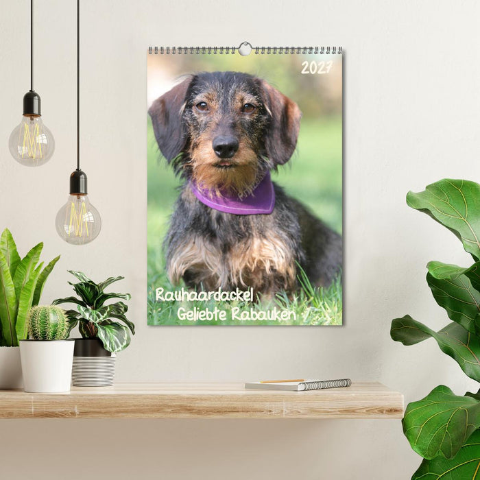 Geliebte Rabauken - Rauhaardackel (CALVENDO Wandkalender 2027)