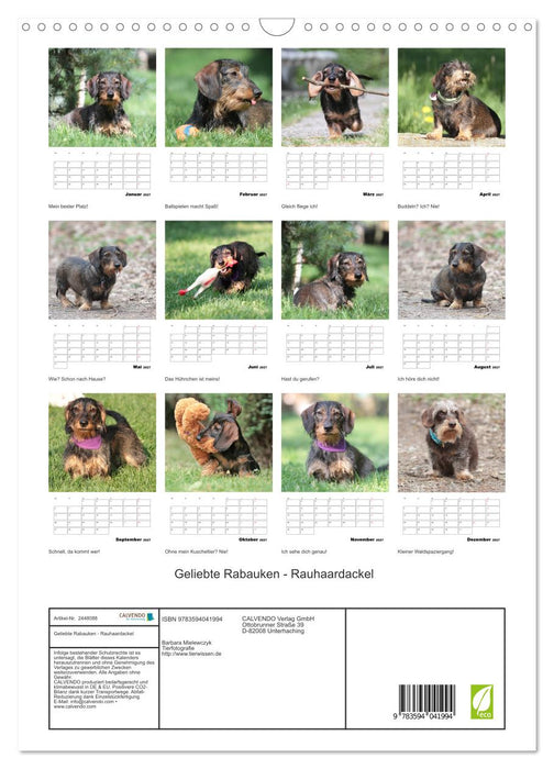 Geliebte Rabauken - Rauhaardackel (CALVENDO Wandkalender 2027)