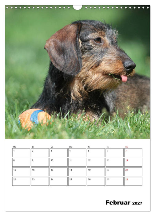 Geliebte Rabauken - Rauhaardackel (CALVENDO Wandkalender 2027)