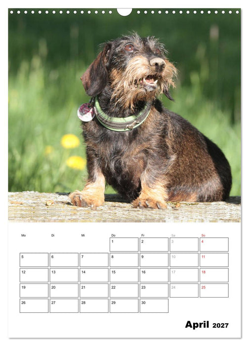 Geliebte Rabauken - Rauhaardackel (CALVENDO Wandkalender 2027)