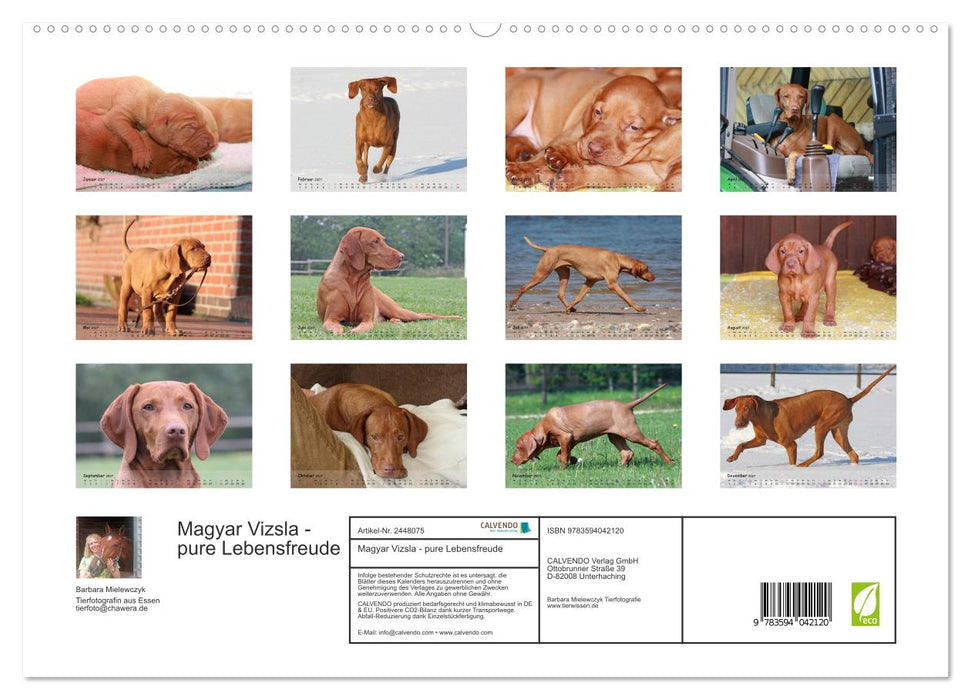 Magyar Vizsla - pure Lebensfreude (CALVENDO Premium Wandkalender 2027)