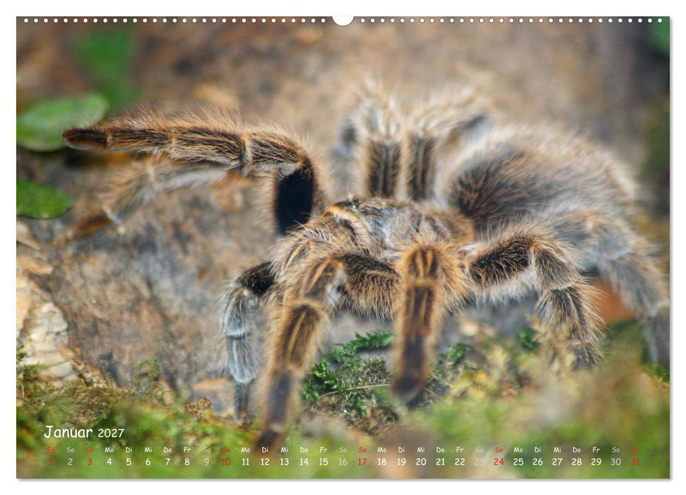 Vogelspinnen (CALVENDO Wandkalender 2027)