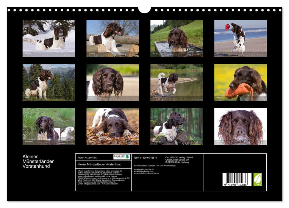 Kleiner Münsterländer Vorstehhund (CALVENDO Wandkalender 2027)