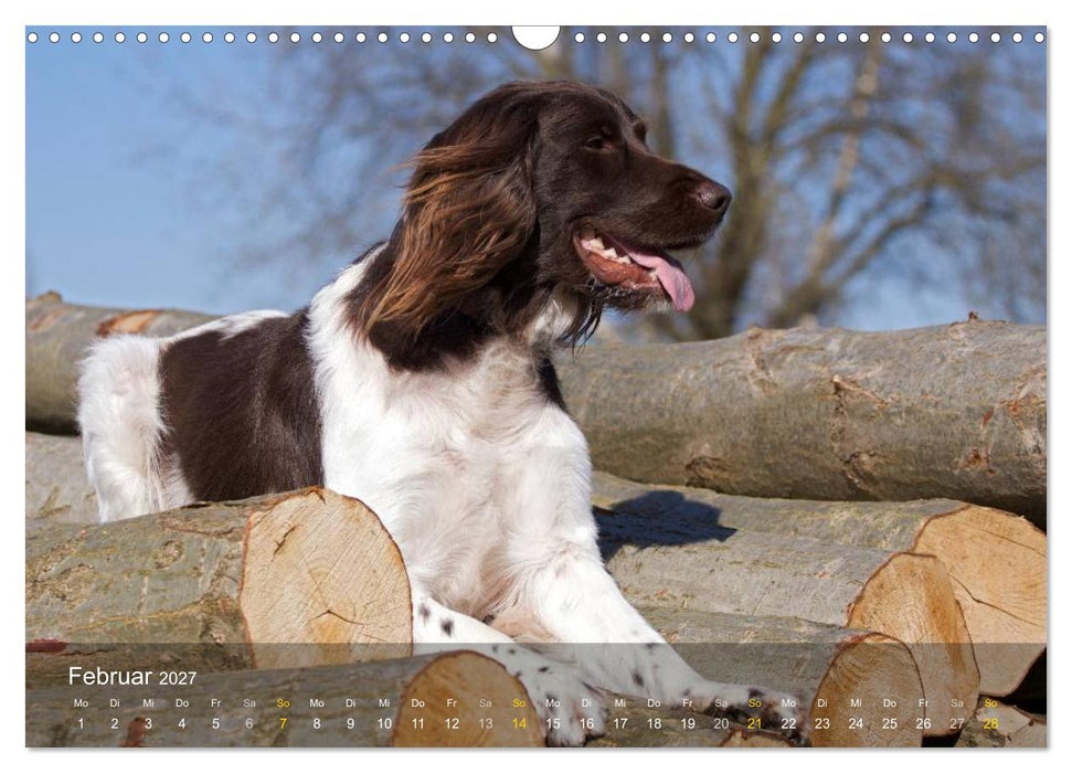 Kleiner Münsterländer Vorstehhund (CALVENDO Wandkalender 2027)