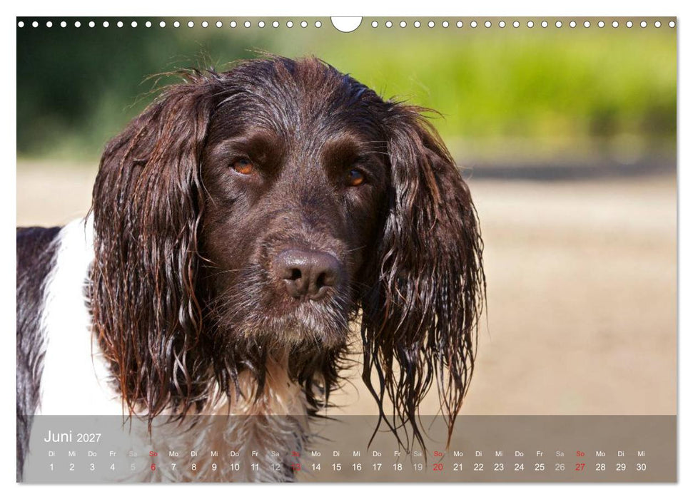 Kleiner Münsterländer Vorstehhund (CALVENDO Wandkalender 2027)