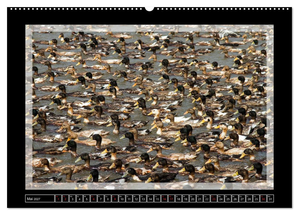 Kerala - Impressionen aus Südindien (CALVENDO Premium Wandkalender 2027)